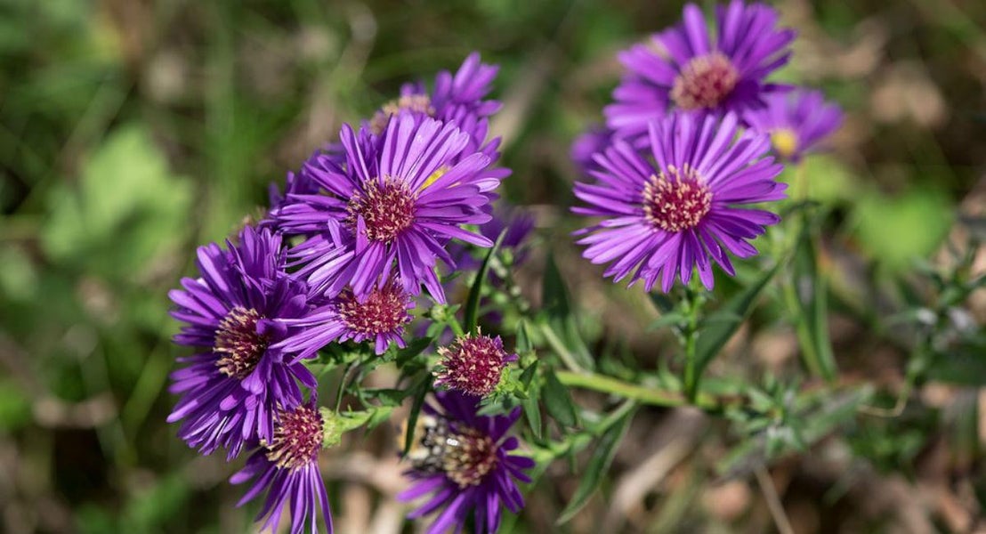 September - Asters